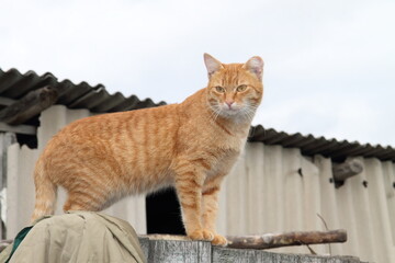 ginger cat sitting on the roof of a house in the village in summer