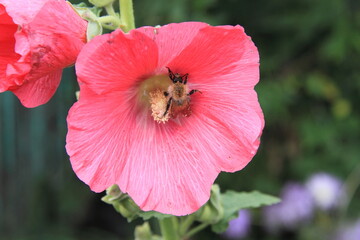Honeybee on a pink mallow flower in the garden.