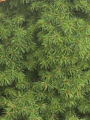 White Spruce (Picea laxa)