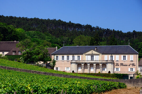 Volnay, Côte de Beaune, Côte-d'Or department, Bourgogne-Franche-Comté, France, Europe -  Domaine de la Pousse d'Or in heart of Burgundy stands as a beacon of winemaking excellence, UNESCO 