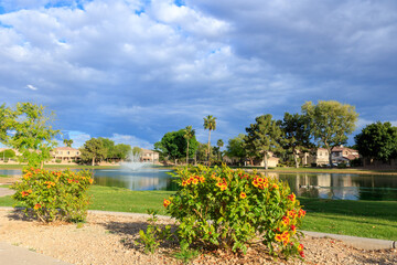 Arizona early spring bloom of dwarf Sparky Tecoma shrubs at north lake shore of Dos Lagos park in...