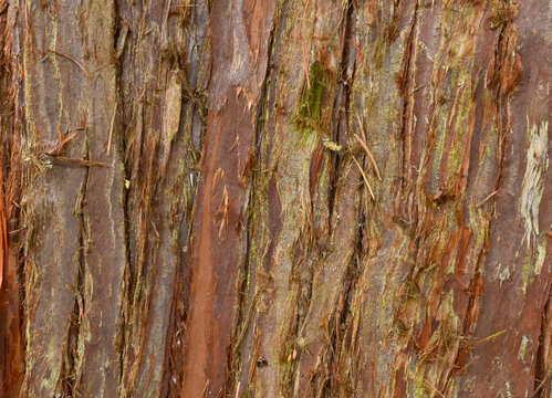 Beautiful close-up of the bark of cryptomeria japonica