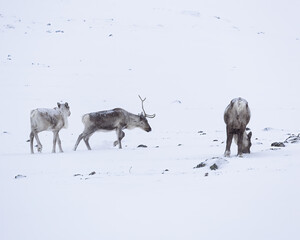 reindeers in snow