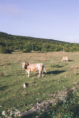 cows in the field