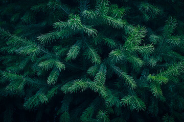 Young evergreen Fir tree branches texture pattern