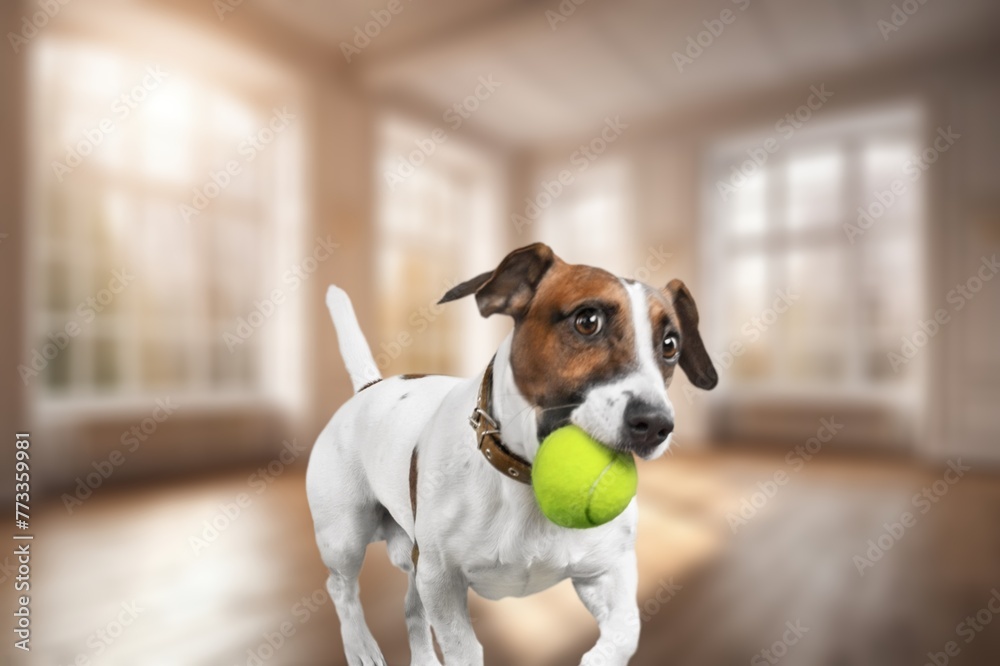 Sticker Cute smart dog in living room playing