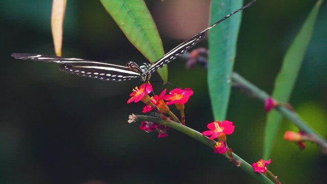 Close up view of a zebra longwing butterfly moving around a flower in slow motion. 