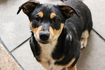 Dog looking up with a sad face