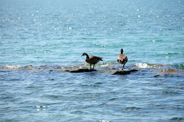 Coastal Perch: Geese on Shoreline Rocks