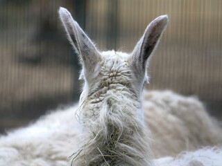 alpaca head with spiked ears from behind with hay debris in coat
