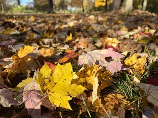 A leaf covered forest floor with a bright yellow maple leaf in the foreground. Vertical image and you can see the horizon and trees in the background.