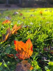 A bright orange maple leaf enhanced by the light of the sun just out of the frame. The leaf is surrounded by bright green grass and other leaves. Vertical