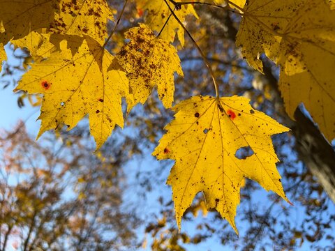 A close up of bright yellow maple leaves still clinging to the tree branch. The forest and blue sky is in the background. landscape