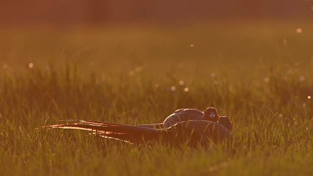 Hahnenkampf zweier Fasane auf einem grünen Getreidefeld im Frühling