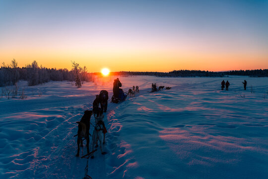 Chiens de traîneau qui partent vers le soleil couchant en Laponie en Suède