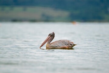 great gray pelican. Shot at lake Elementaita Nakuru Kenya