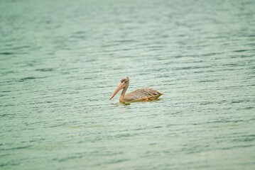 great gray pelican. Shot at lake Elementaita Nakuru Kenya