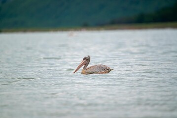 great gray pelican. Shot at lake Elementaita Nakuru Kenya