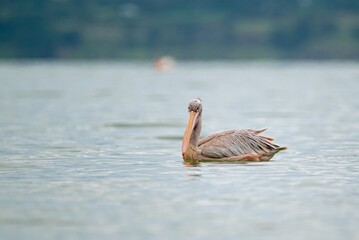 great gray pelican. Shot at lake Elementaita Nakuru Kenya