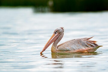 great gray pelican. Shot at lake Elementaita Nakuru Kenya