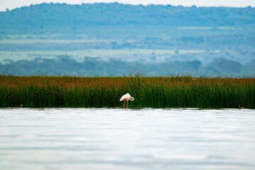 great gray pelican. Shot at lake Elementaita Nakuru Kenya