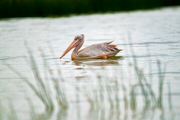 great gray pelican. Shot at lake Elementaita Nakuru Kenya