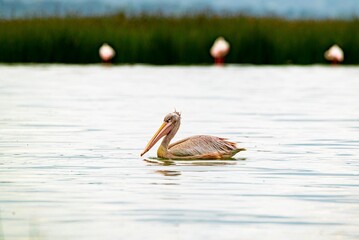 great gray pelican. Shot at lake Elementaita Nakuru Kenya