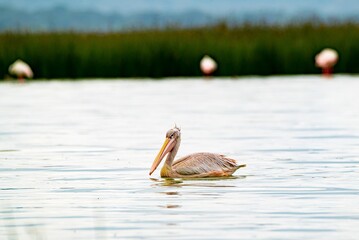 great gray pelican. Shot at lake Elementaita Nakuru Kenya