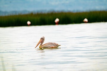 great gray pelican. Shot at lake Elementaita Nakuru Kenya