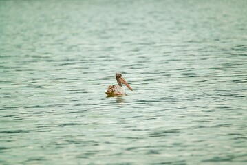 great gray pelican. Shot at lake Elementaita Nakuru Kenya