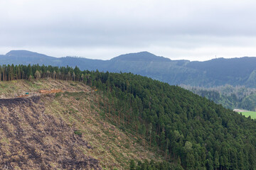 Cutting cryptomeria trees in the forest. Concept of defloration. Sete Cidades, Sao Miguel island....