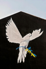 Weiße Friedenstaube mit Zweig in den Ukrainischen Nationalfarben gelb und blau