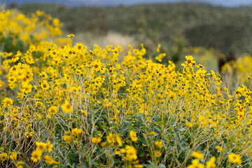 Blooming Brittlebush wildflowers in Arizona's Tonto National Forest, after a spring rain shower. 