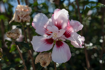 close-up of a beautiful Hibiscus syriacus Starburst Chiffon flower in full bloom. © Martin