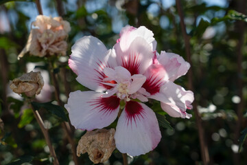 close-up of a beautiful Hibiscus syriacus Starburst Chiffon flower in full bloom.