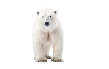 A majestic polar bear stands on its hind legs in the snow