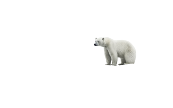 A magnificent polar bear standing proudly atop a snow-covered ground