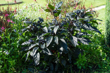 close-up of fruit bearing Ornamental Pepper Black Pearl, a cultivar of Capsicum annuum