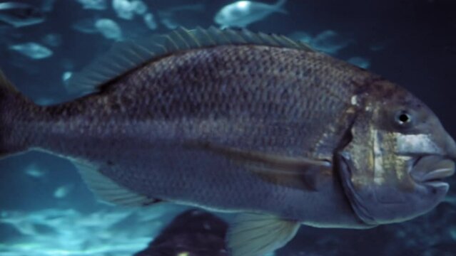 Silvery fish with large lips swims in the frame. Snapper (Chrysophrys auratus)