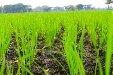 Ricefield 2