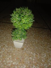 plant in a flowerpot