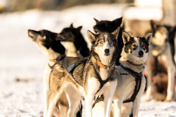 Meute de chiens de traîneau