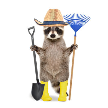 Raccoon in a gardening hat and rubber boots with a broom and shovel in his hands standing isolated on a white background