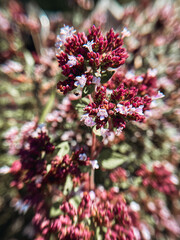 Purple oregano flowers. Macro photography. - 773379745