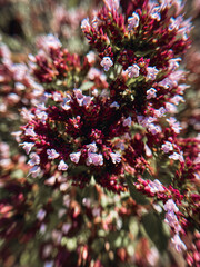 Purple oregano flowers. Macro photography. - 773379747