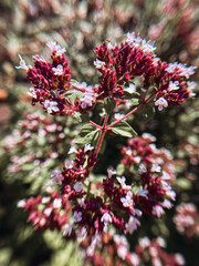 Purple oregano flowers. Macro photography. - 773379762