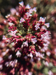 Purple oregano flowers. Macro photography. - 773379798