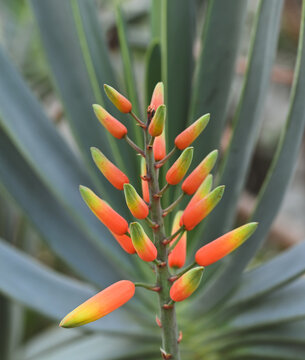 Beautiful close-up of kumara plicatilis
