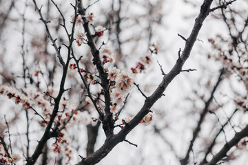 Spring has arrived and the trees are blooming