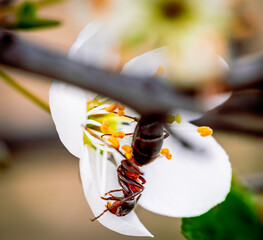 red ants eats flower nectar